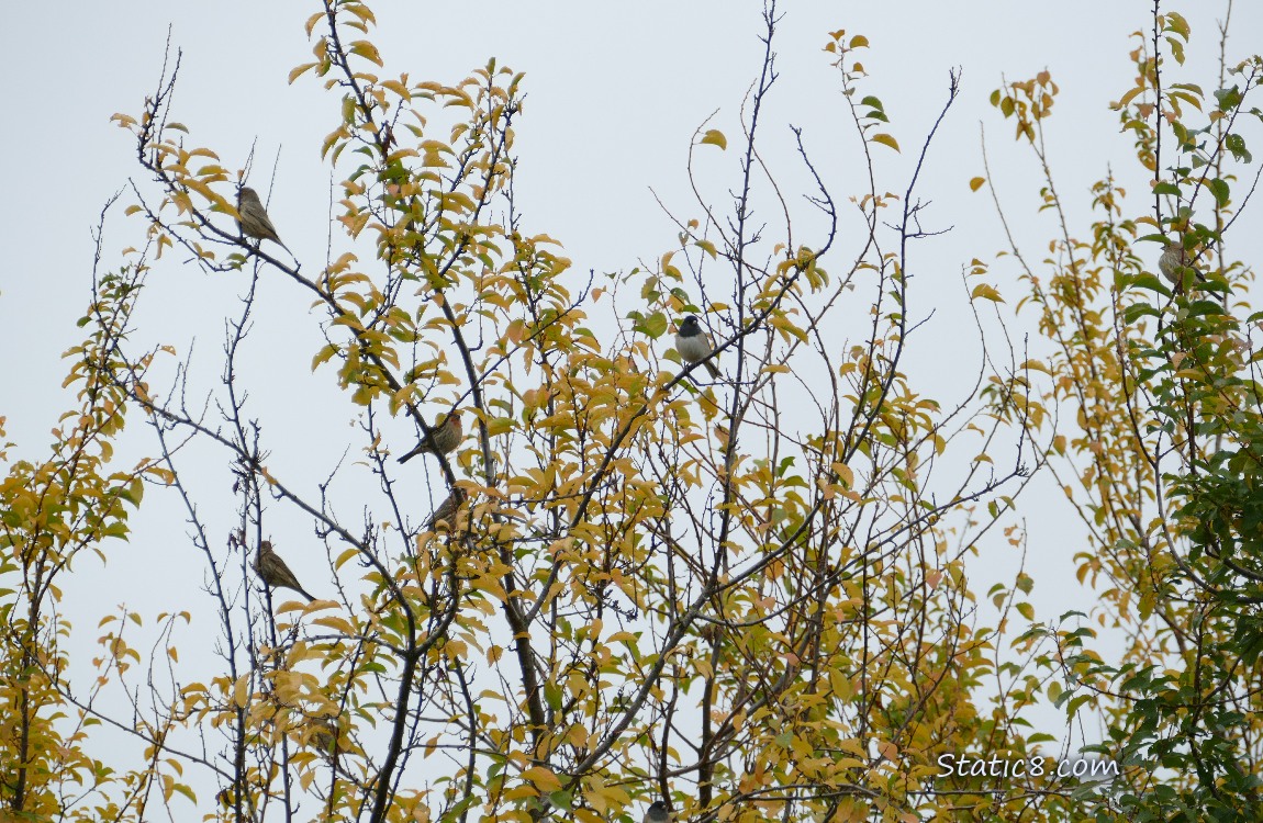 Birds sitting in branches