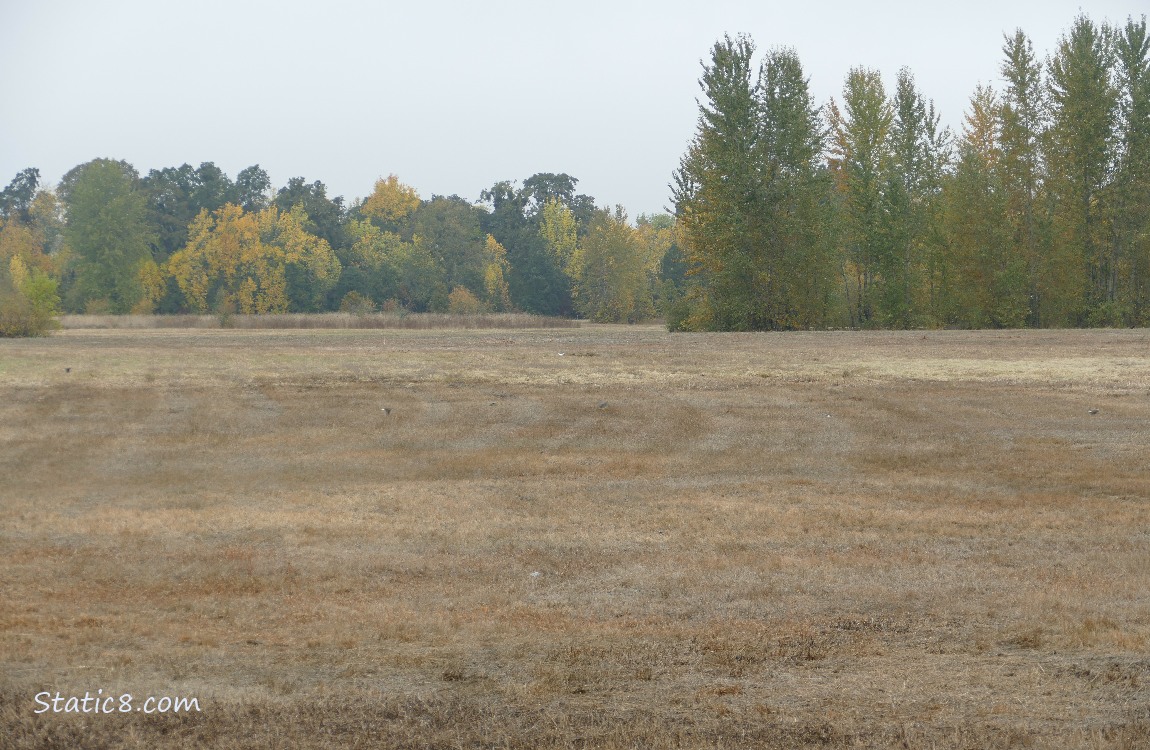 Prairie with trees in the distance