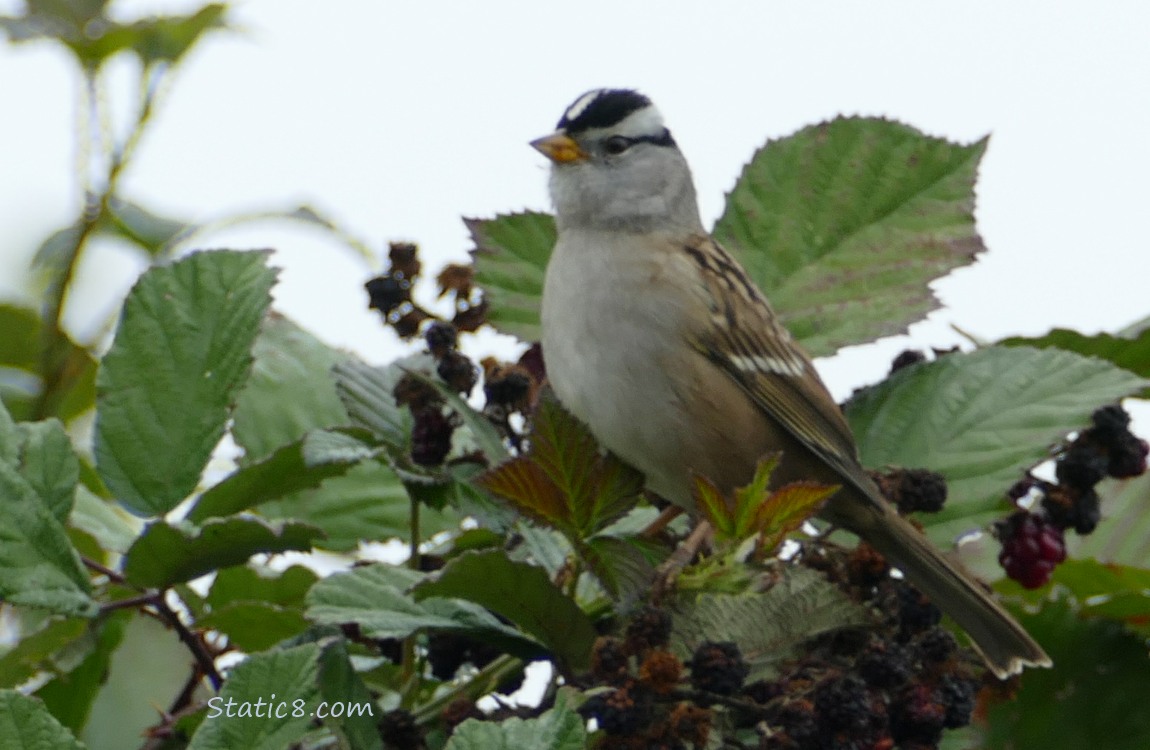 White Crown Sparrow standing on a blackberry bush