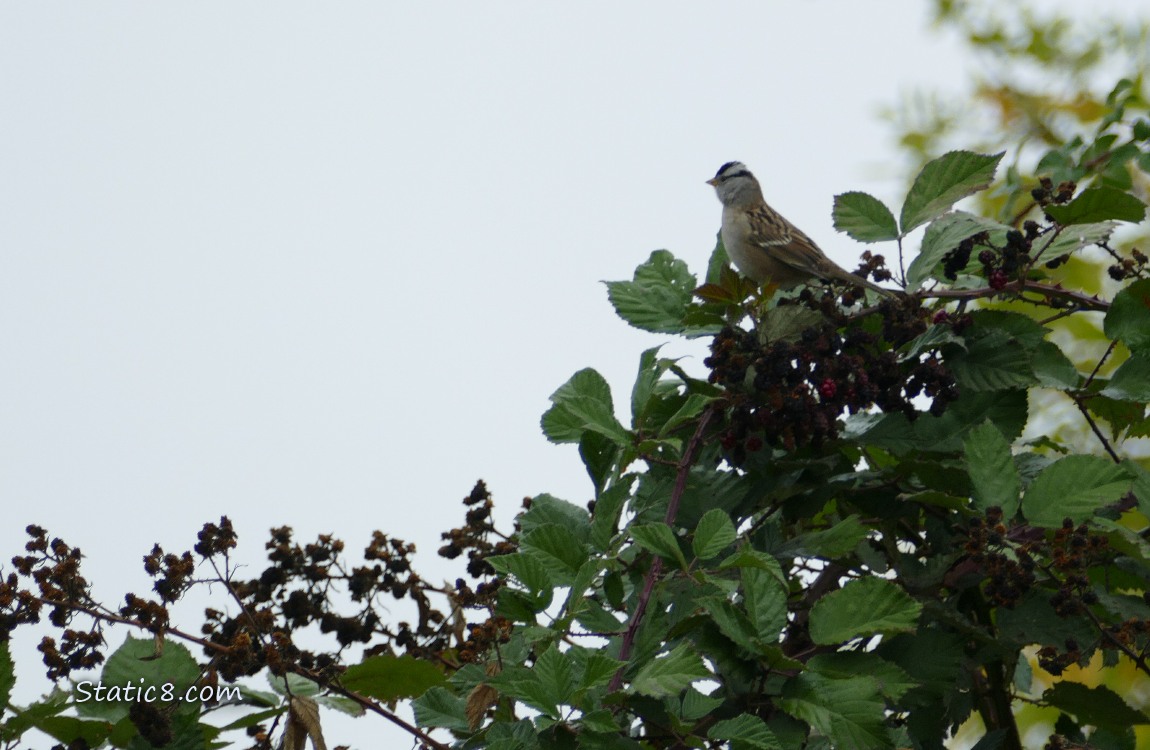 White Crown Sparrow standing over a Blackberry bush