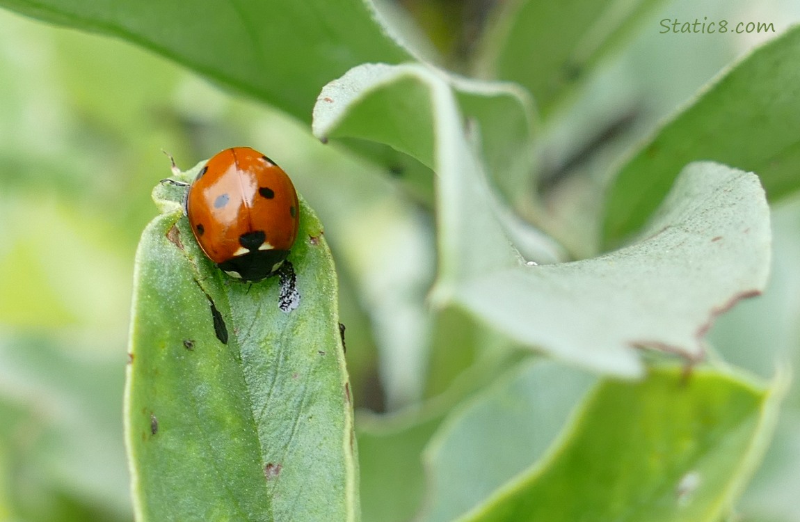 Seven Spot Ladybug sitting on a green leaf