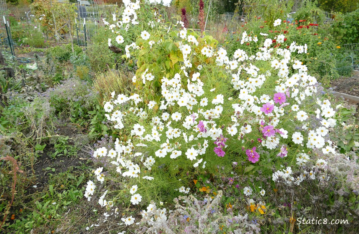 White Cosmos blooms on a trellis