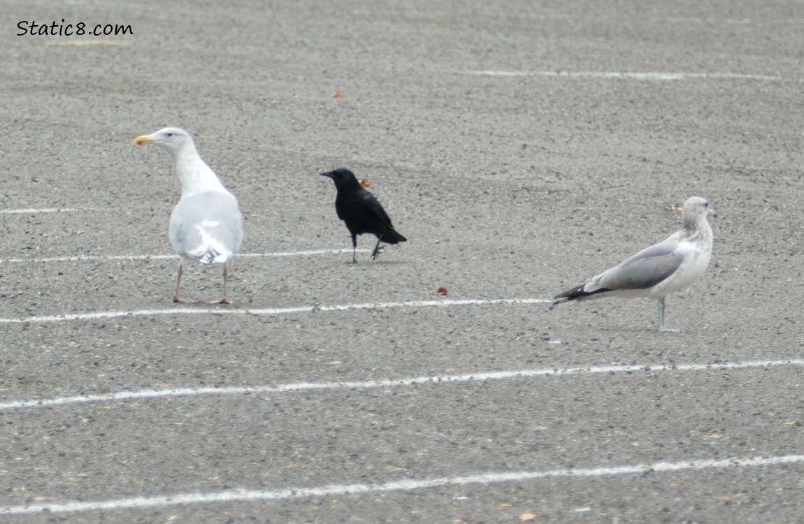 Two Gulls and a Crow standing in the parking lot