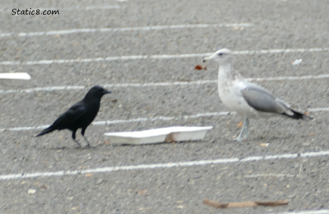 Crow and Gull standing on either side of a takeout container