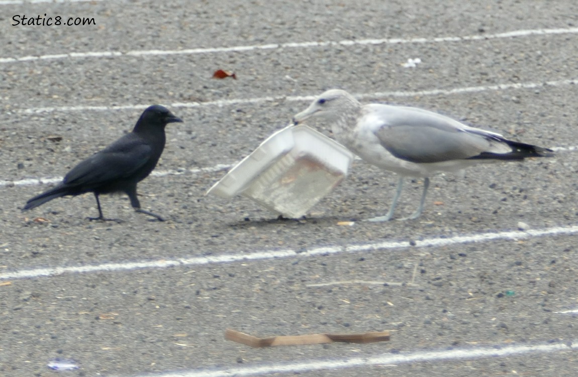 Gull picks up takeout container with her beak