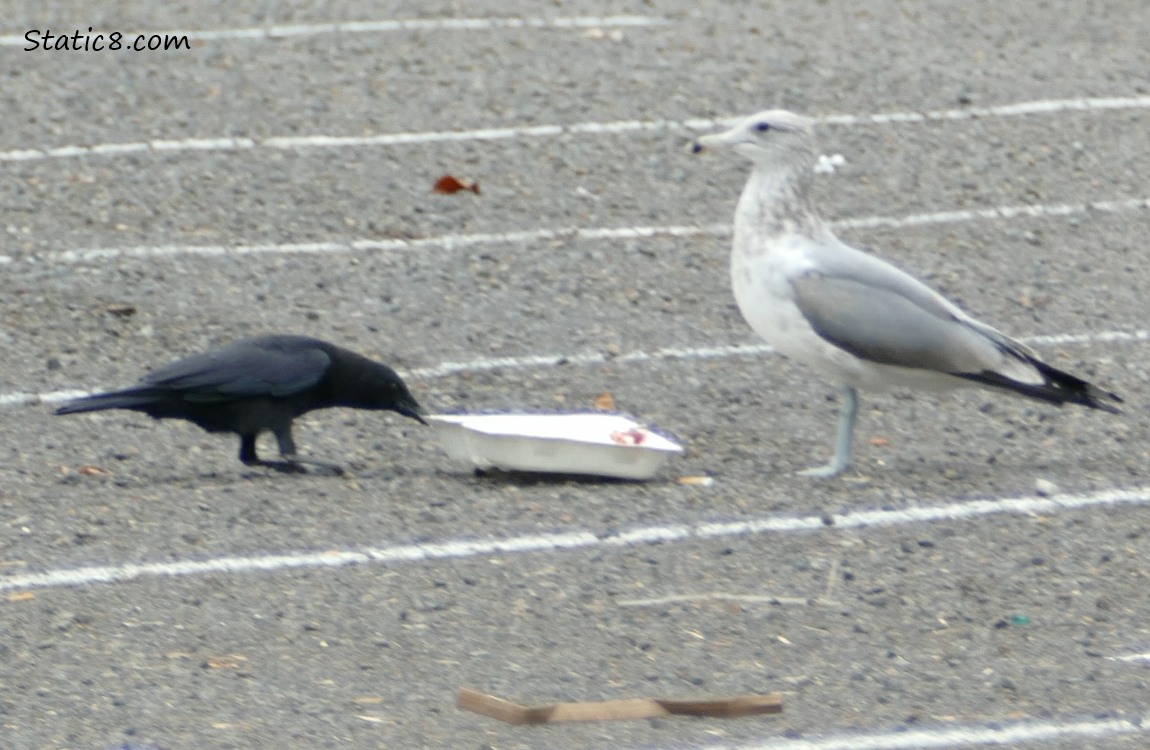 Crow dragging the takeout container away from the Gull