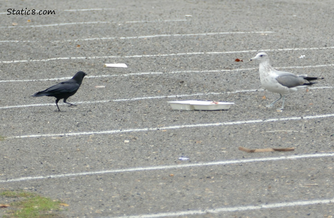 Takeout container between a Crow and Gull