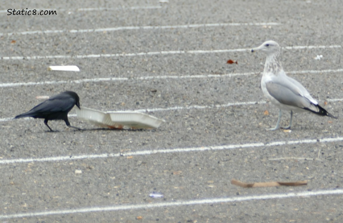 Crow draggin the takeout container from the Gull