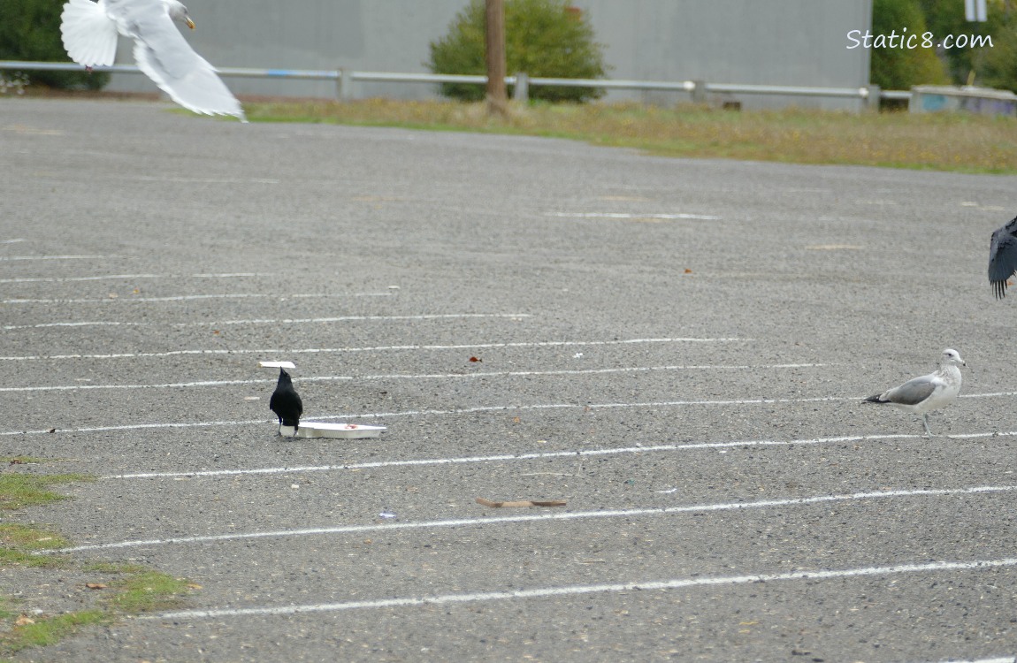 A Gull and Crow flying in