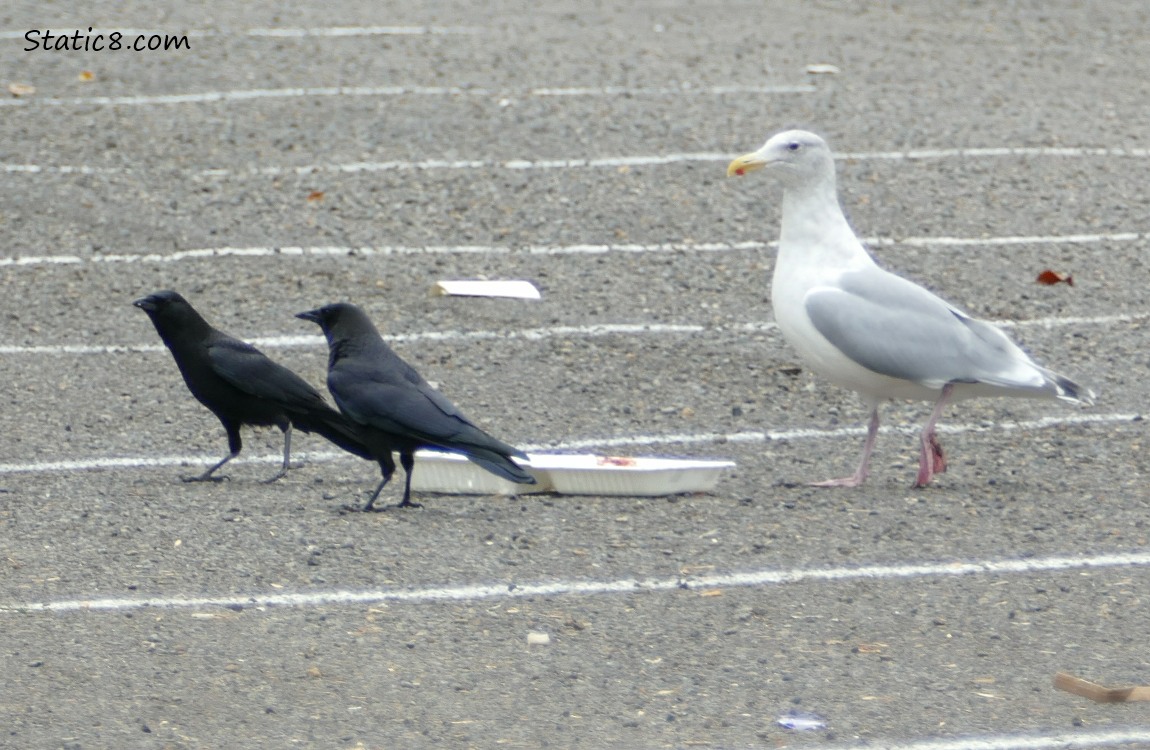 Two Crows walk away from a takeout container as a large gull approaches