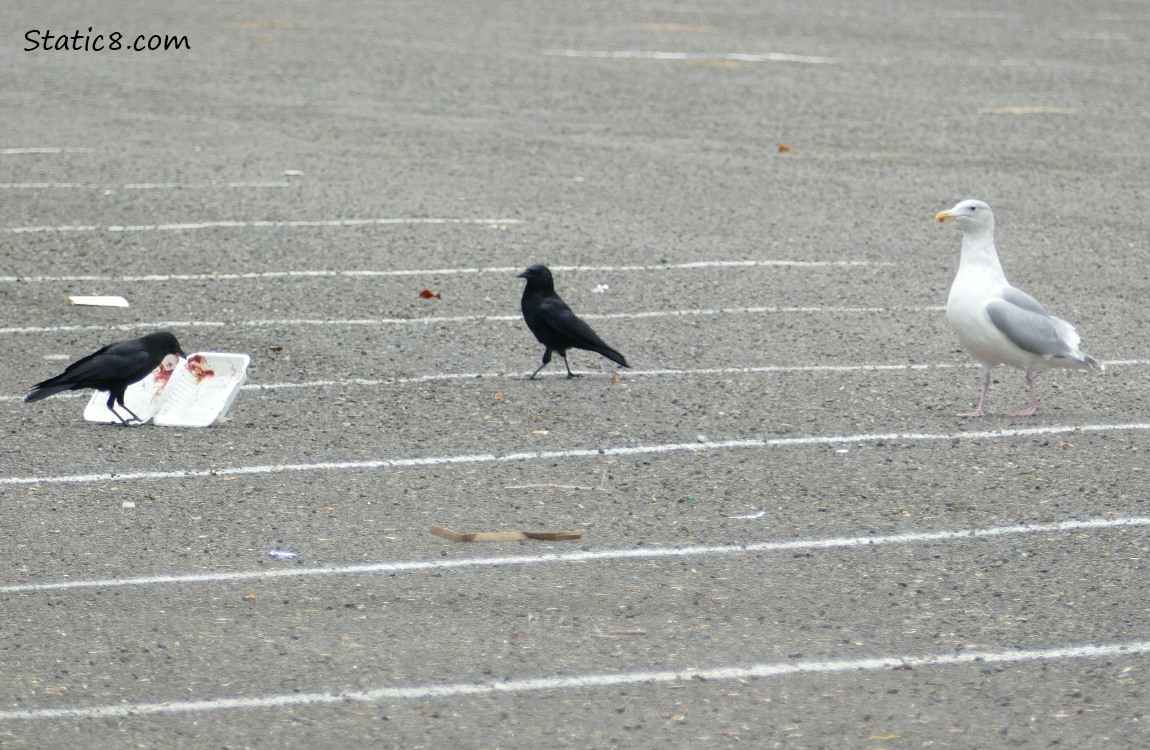 A Crow eats from a takeout container while a crow and a gull walk towards them