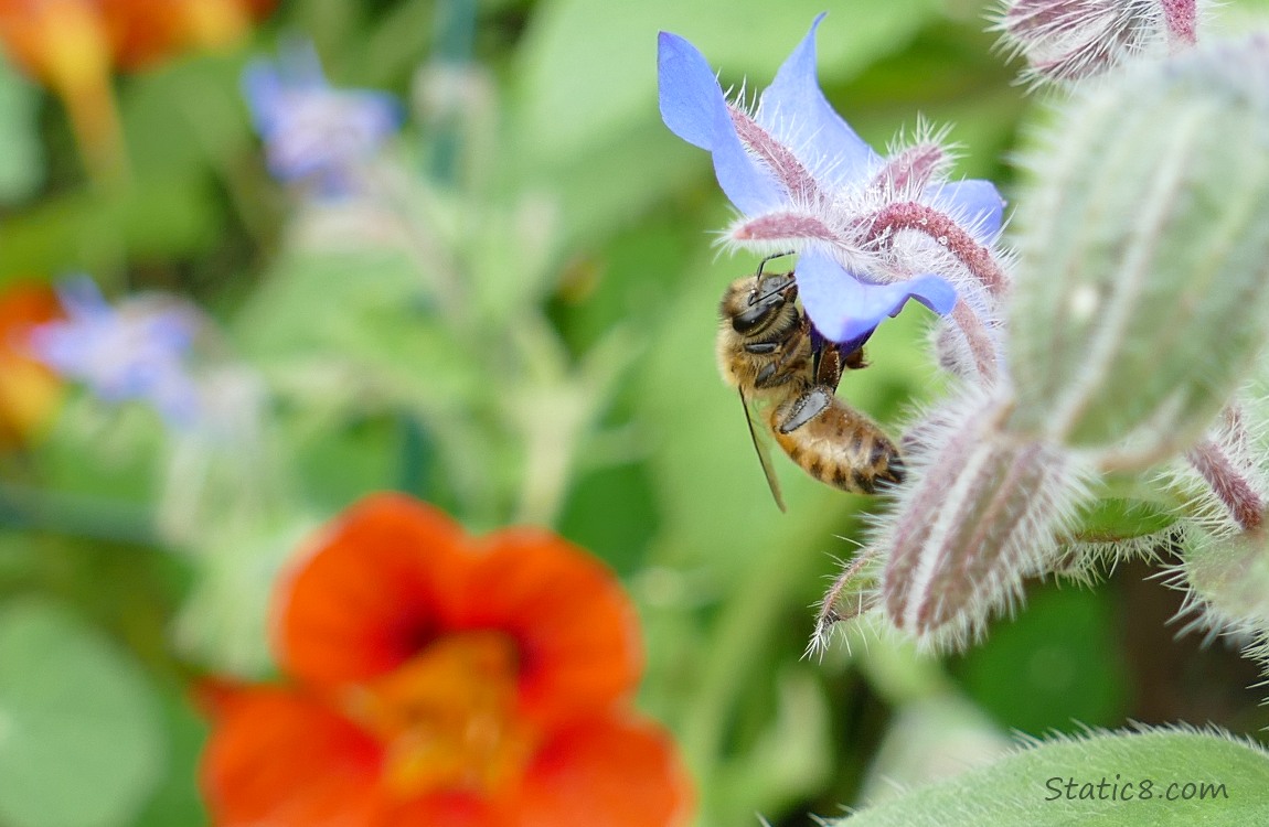 Honey Bee hanging from a Borage blossom