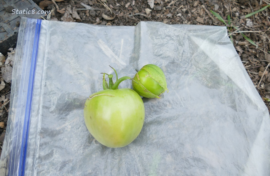 Harvested green tomato and small tomatillo