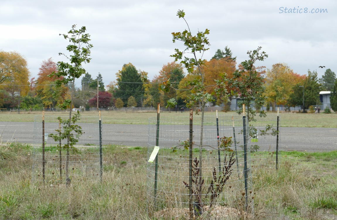 Oak saplings in front of a parking lot, autumn trees in the distance