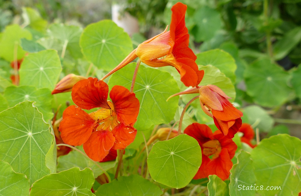 Red Nasturtium blooms