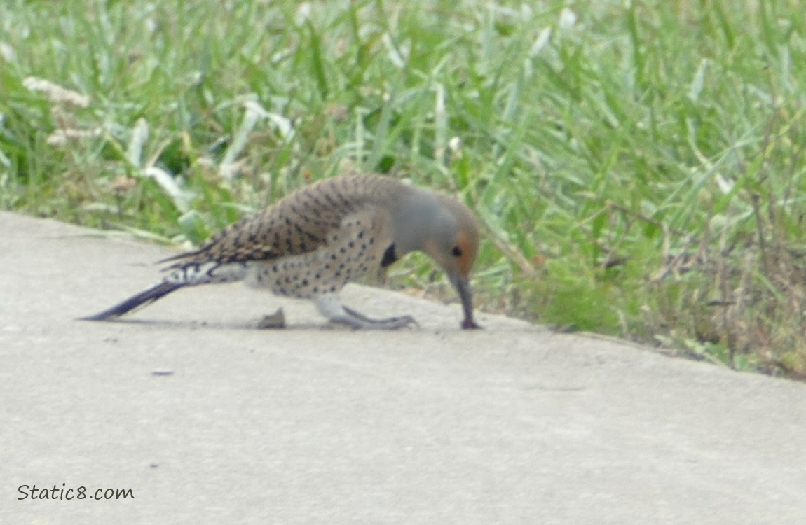 Flicker digging with her beak at a crack in the side walk