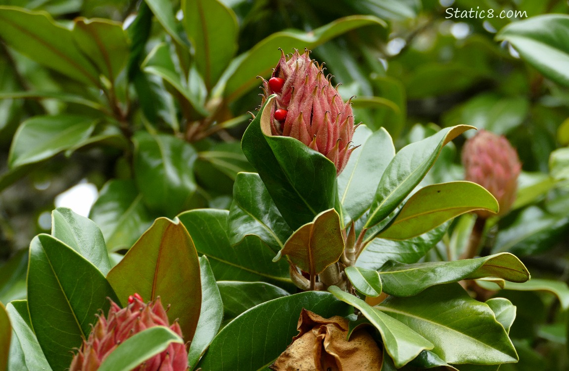 Southern Magnolia cones