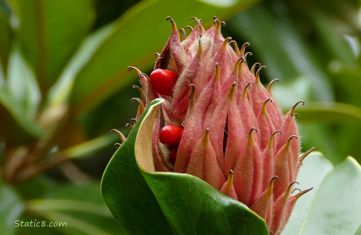 Southern Magnolia cone with two red seeds coming out