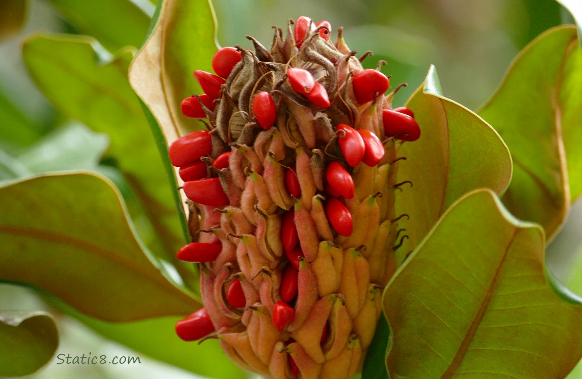 Southern Magnolia cone with many red seeds coming out