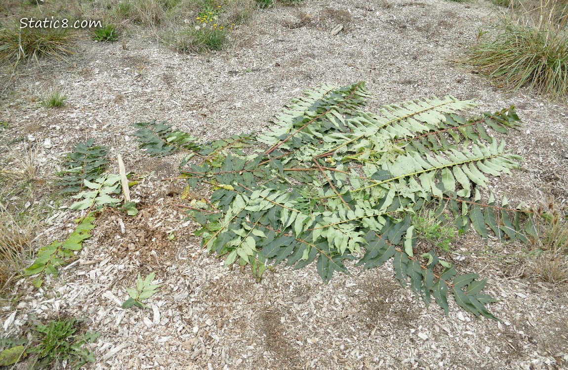 wilted Tree of Heaven leaves on the ground