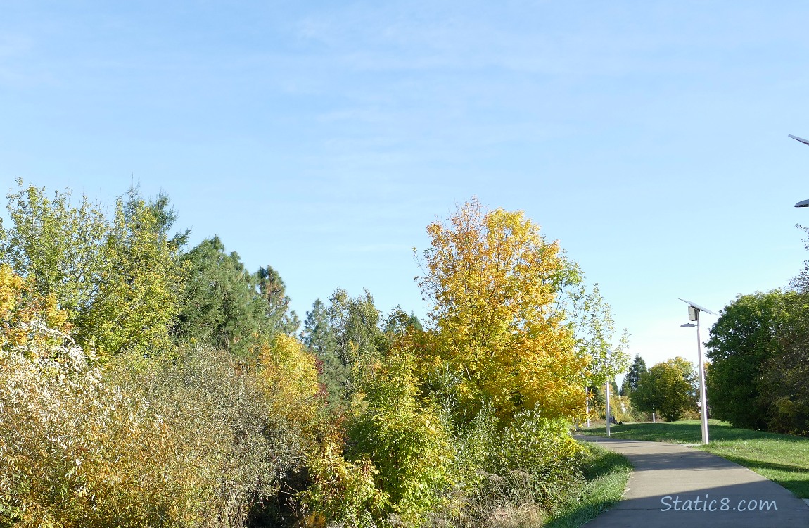 Bike path next to autumn trees and blue sky