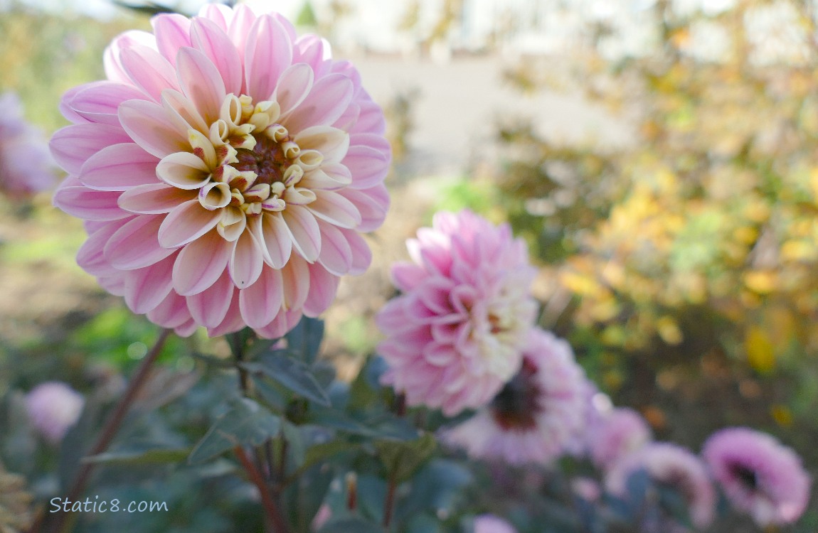 Pink Dahlia blooms