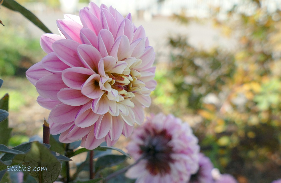 Pink Dahlia blooms