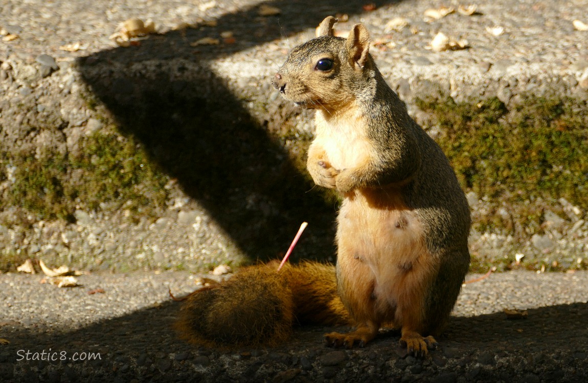 Squirrel standing at the sidewalk