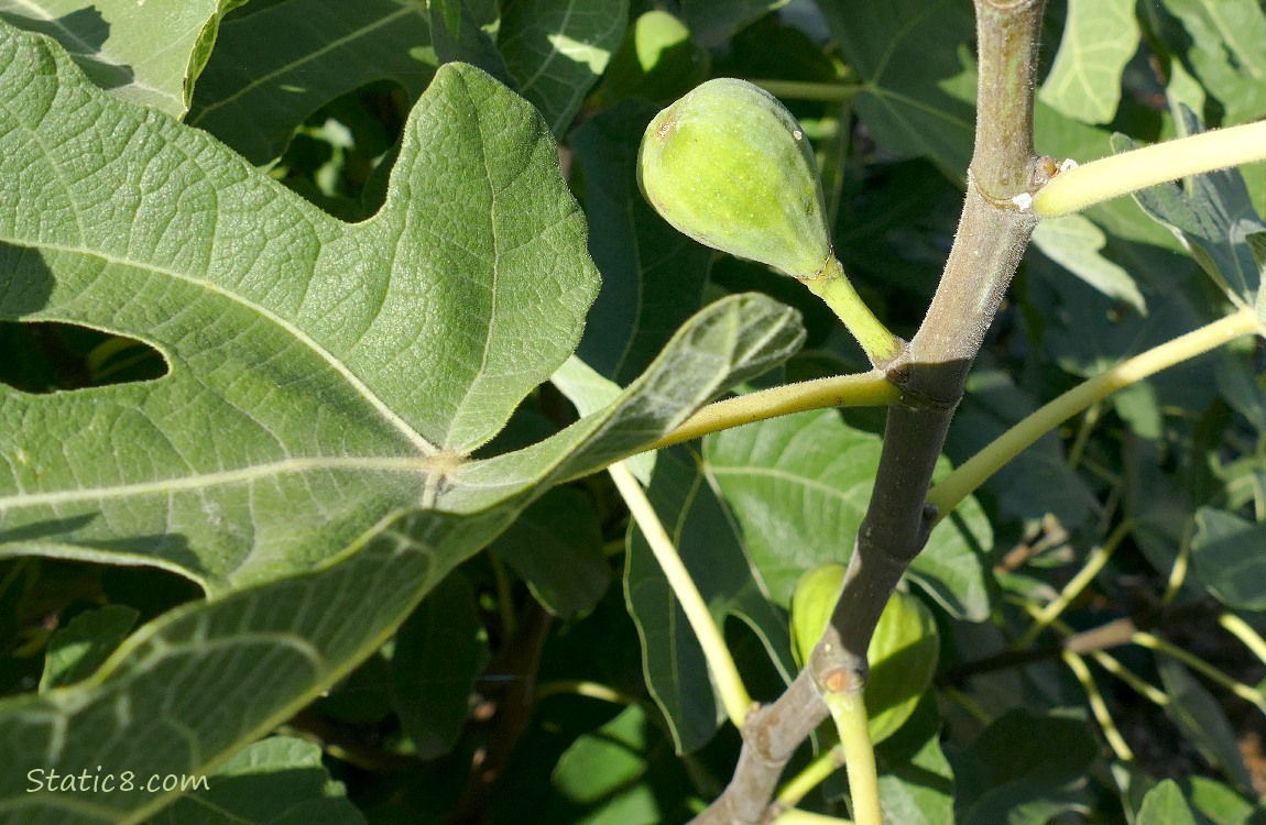 Fig fruits ripening on the tree