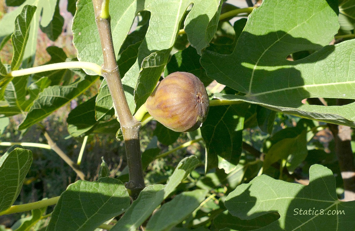 Fig fruit ripening on the tree