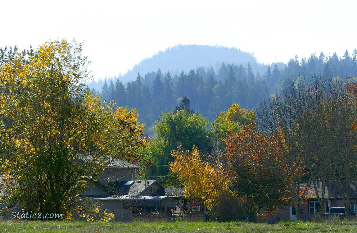 autumn trees with fir trees on the hill in the background