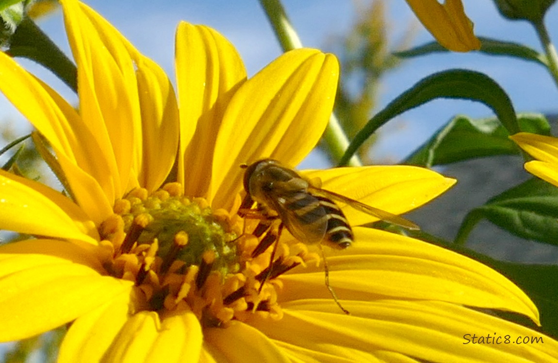 Hoverfly on a Sunchoke bloom