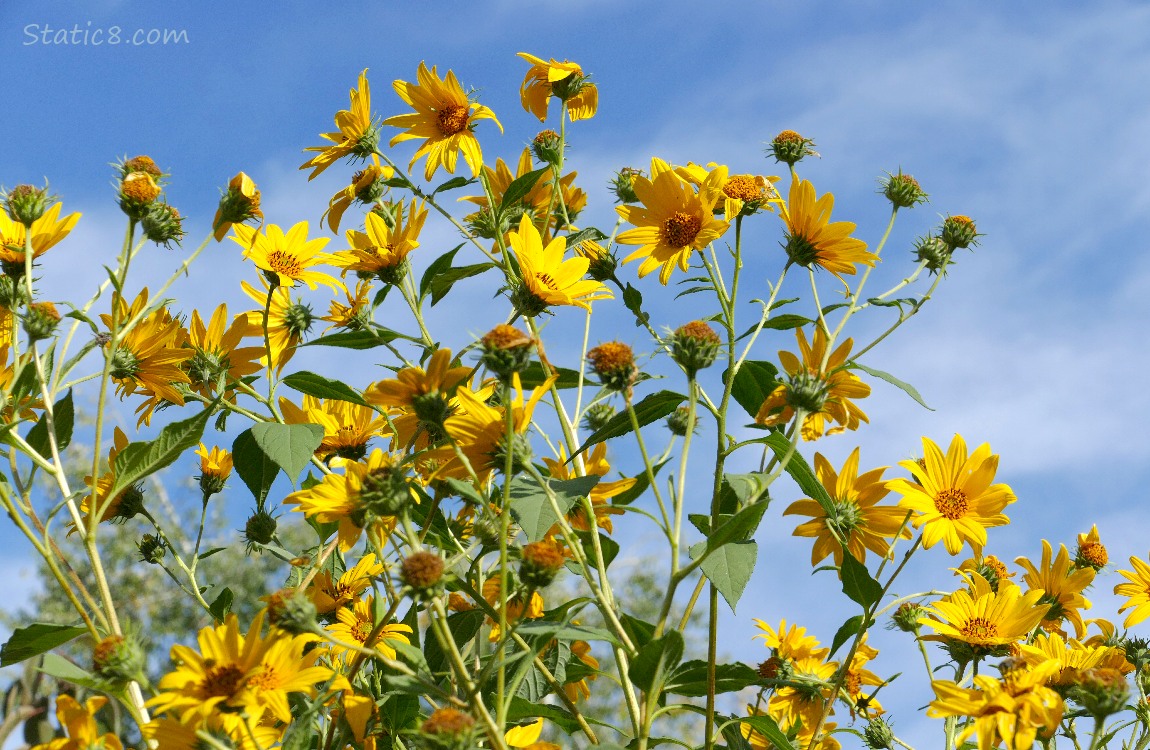 Sunchoke blooms in front of blue sky
