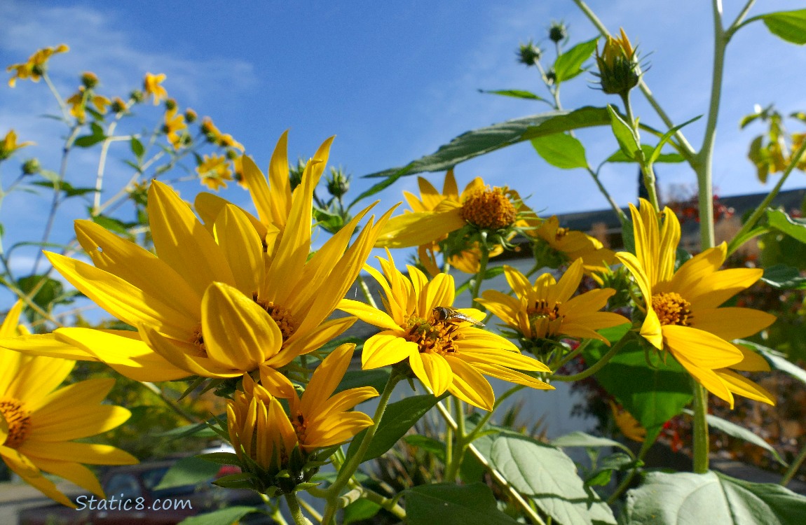 Sunchoke blooms in front of the blue sky