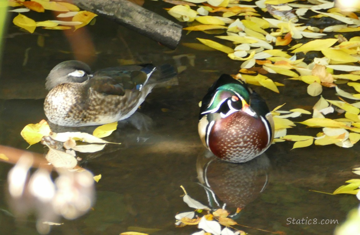 A pair of Wood Ducks napping on the water, surrounded by fallen yellow leaves