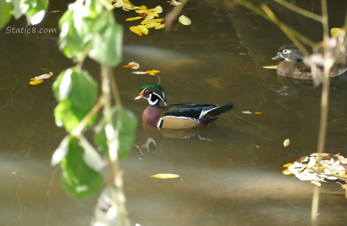 A pair of Wood Ducks paddling on the water