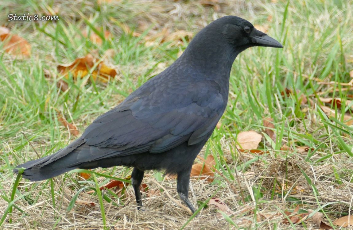 Crow walking thru the grass