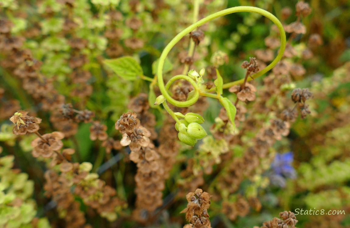 Bean vine twisting in front of Baail stalks