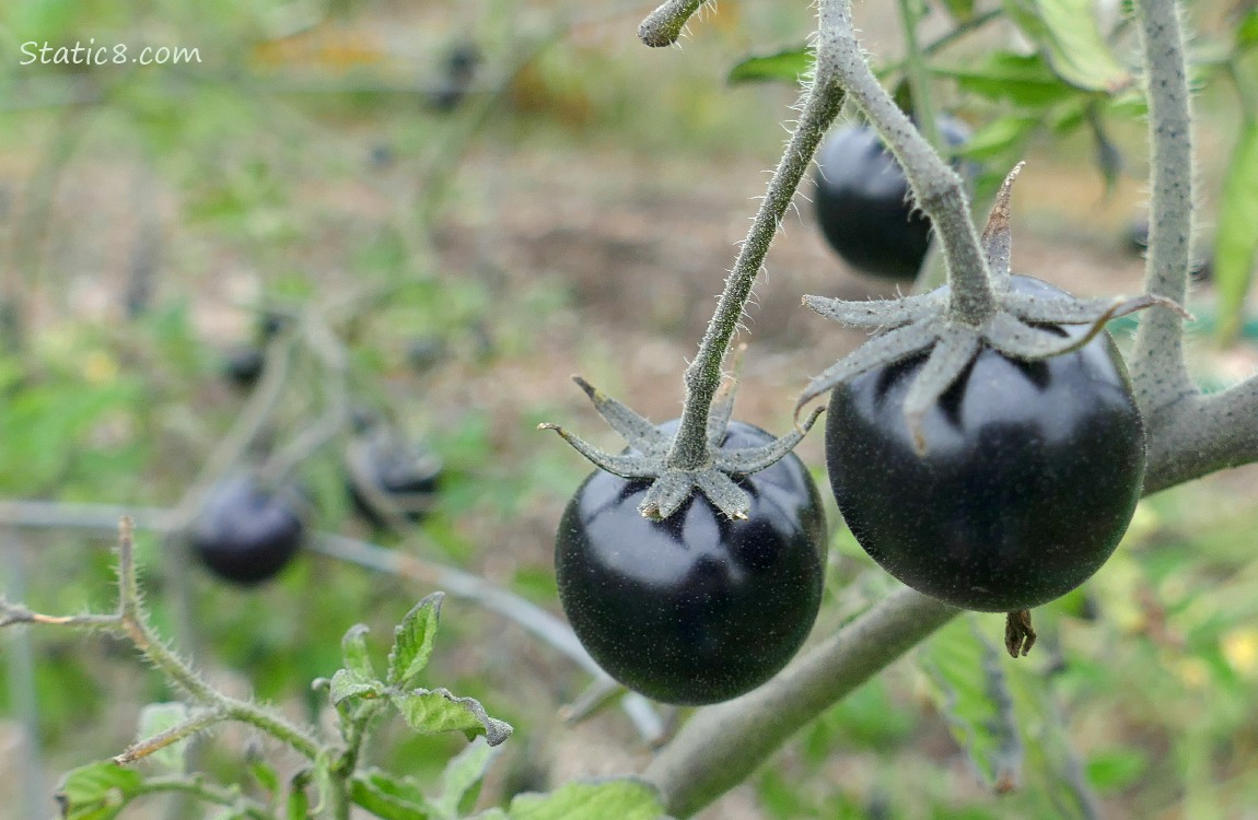 Black cherry tomatoes ripening on the vine