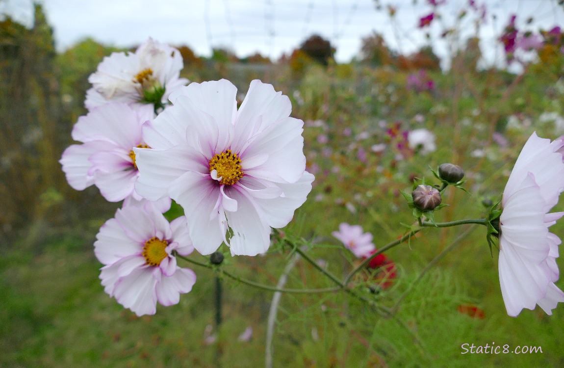 Cosmos blooms in the garden
