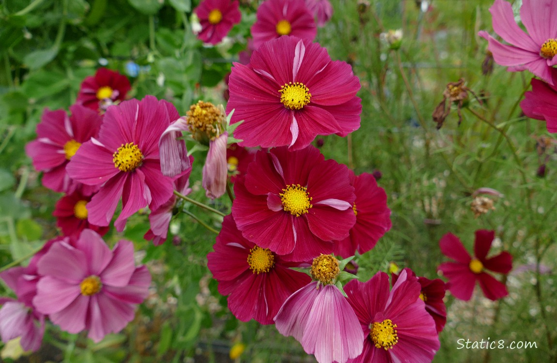 Red violet Cosmos blooms