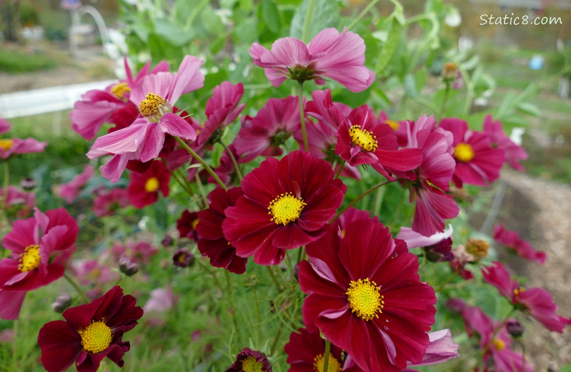 Red violet Cosmos blooms
