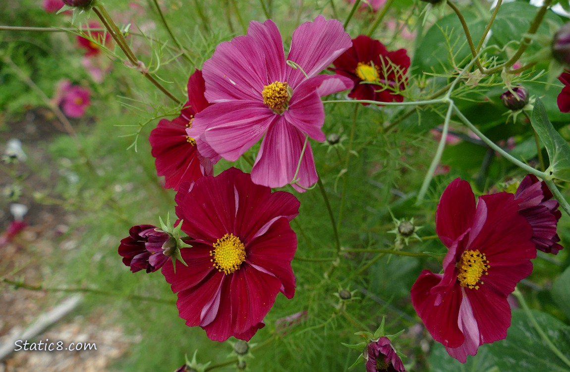 Red violet Cosmos blooms