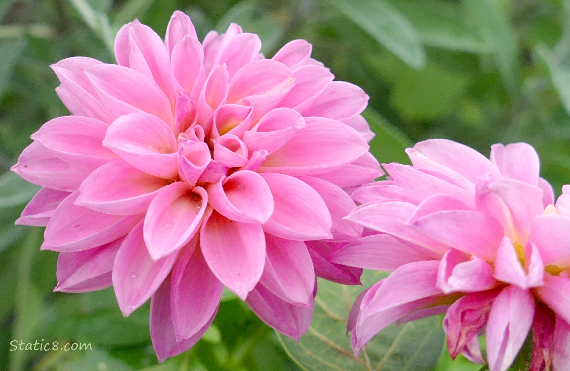 Pink Dahlia bloom