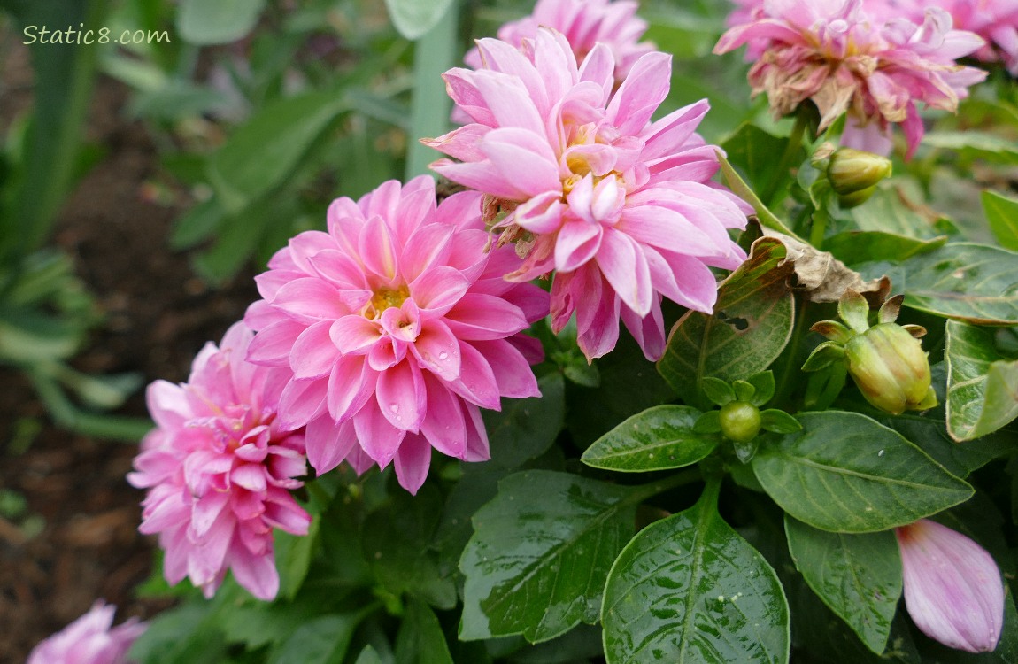 Pink Dahlia blooms