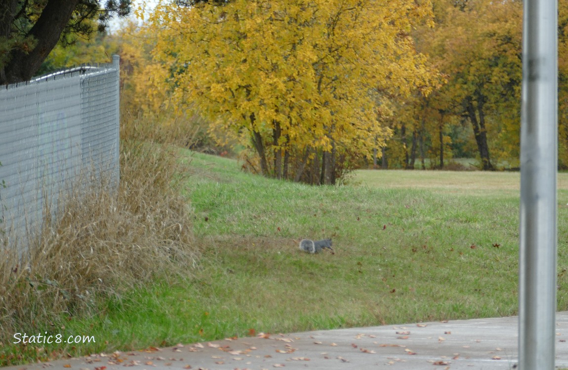 Grey squirrel in the grass with autumn trees in the background