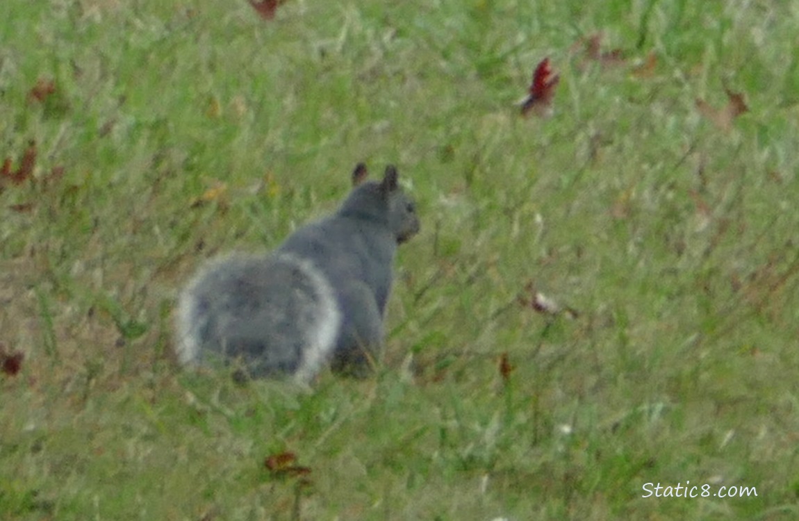 Grey Squirrel standing in the grass