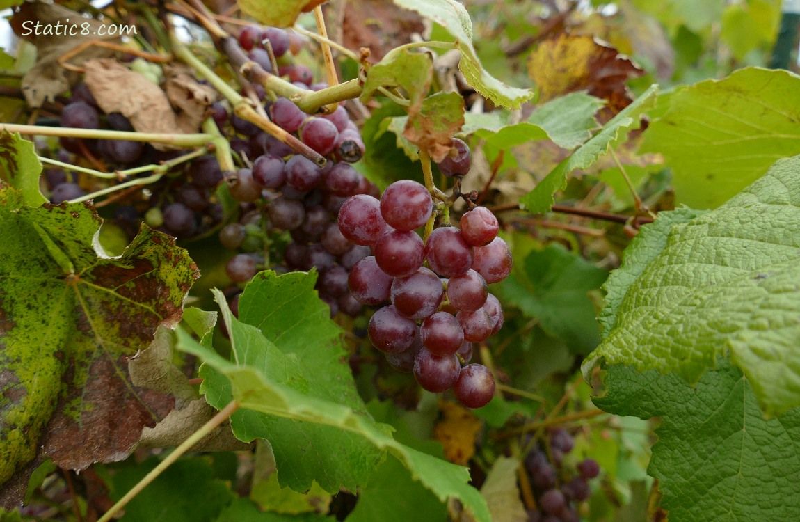 Grapes ripening on the vine