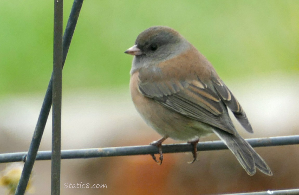 Junco standing in a wire trellis