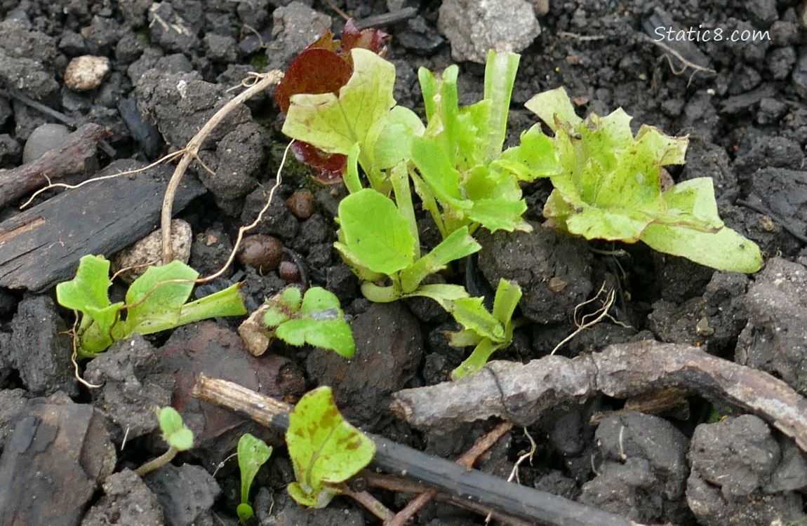 Lettuce seedlings growing in the dirt